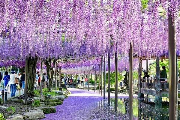 【和歌山県内発】 【ふくふく推奨旅行】天王川公園の「藤棚」と春薫る桜ダイ御膳 日帰り1